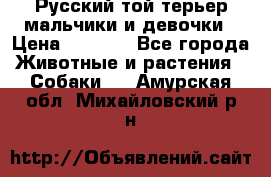 Русский той-терьер мальчики и девочки › Цена ­ 8 000 - Все города Животные и растения » Собаки   . Амурская обл.,Михайловский р-н